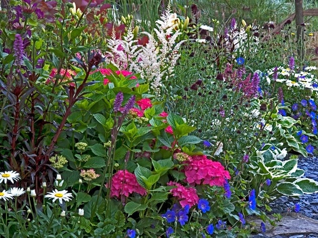 Hydrangeas with complementary planting