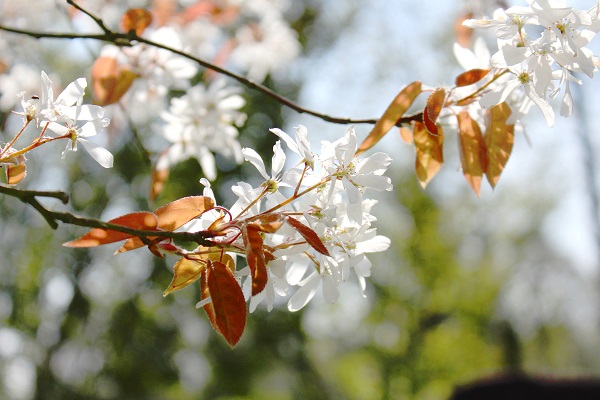 Amelanchier lamarckii