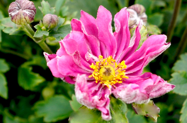 Anemone hupehensis 'Belle'