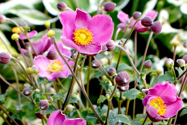 Anemone hupehensis 'Jasmine'