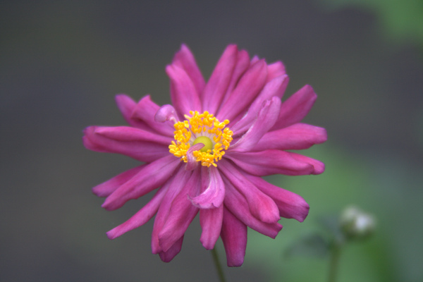 Anemone hupehensis 'Pamina'