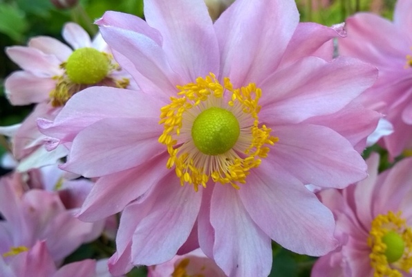 Anemone hupehensis 'Cinderella'