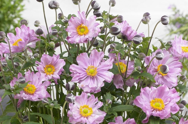 Anemone hupehensis 'Pocahontas'