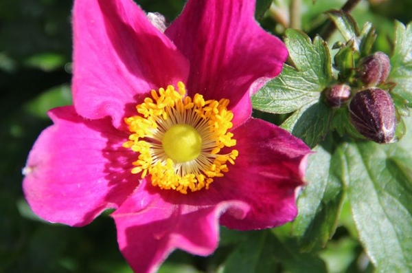 Anemone hupehensis 'Red Riding Hood'