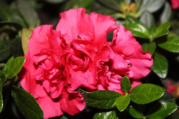 Azaleas both outdoor and indoor plant