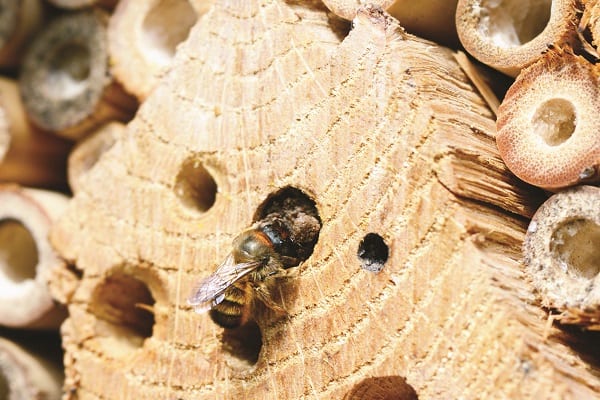 Bees in nest