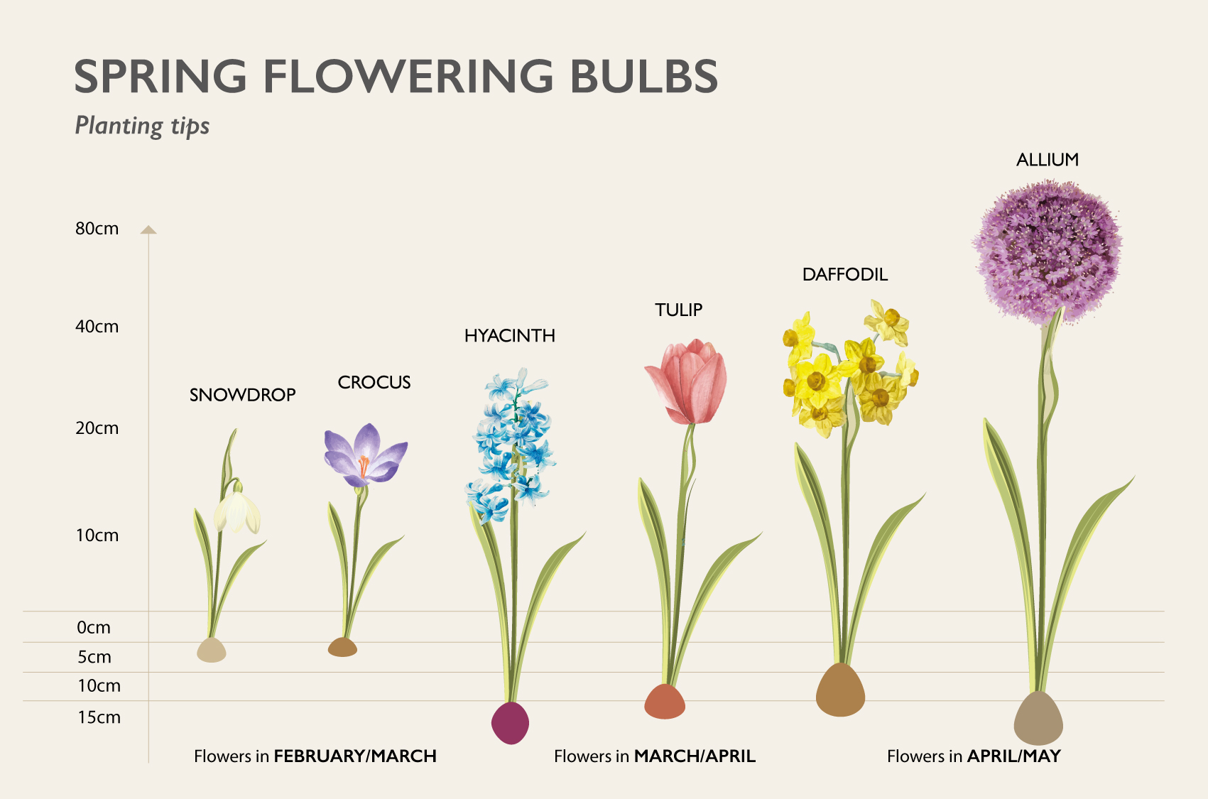 sizes of bulbs