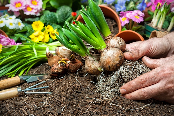 Your September Garden: Top Tips & Advice