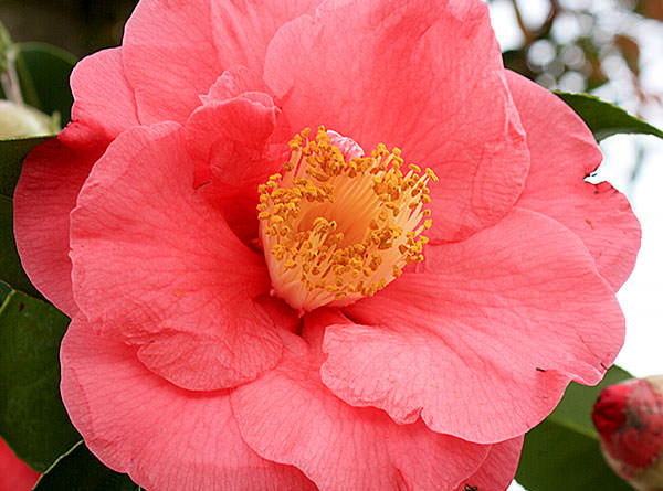 Camellia - Plant Profile | Hillier Garden Centres