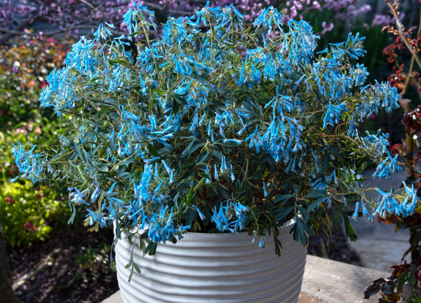 Corydalis 'Porcelain Blue' in a container