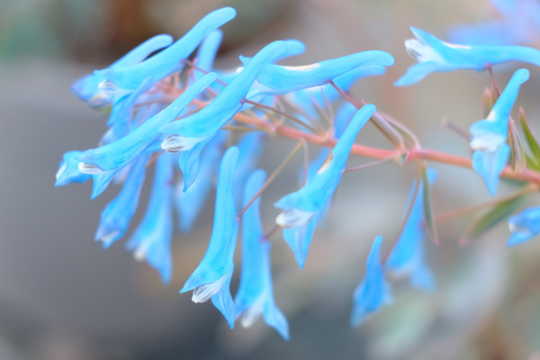 Corydalis 'Porcelain Blue' | Plant Profile