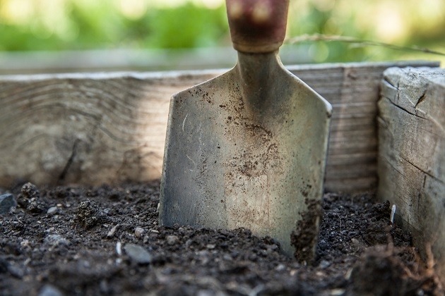 planting bulbs