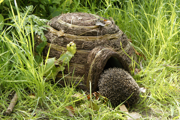 Hedgehog in house