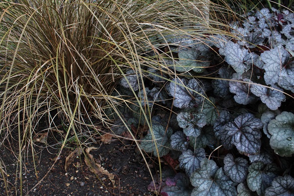Ornamental grasses, such as Carex, can provide sheltered spots for a hedgehog to hide in.