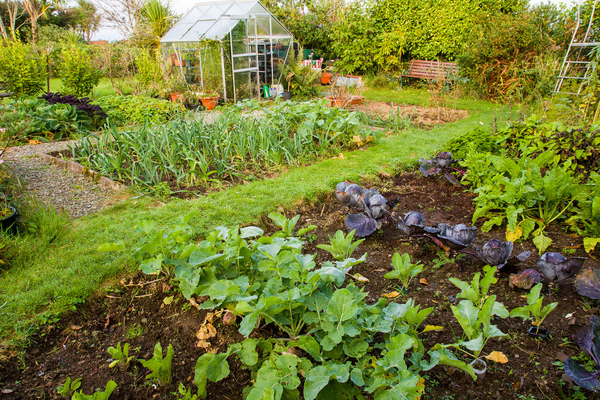 Tips on Planning Your Vegetable Garden