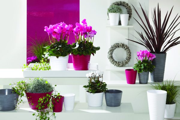 Indoor Cyclamen | Plant Profile