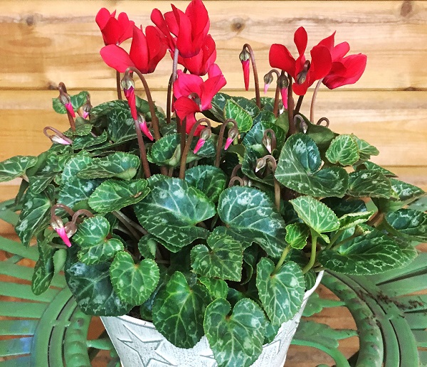 Indoor Cyclamen - Plant profile | Hillier Garden Centres