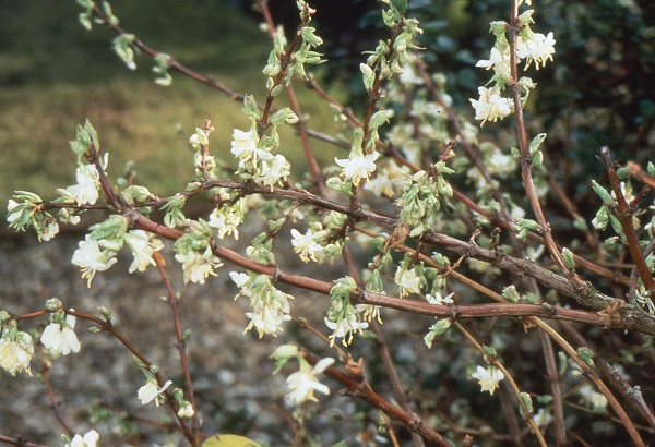 Winter Gardening Checklist