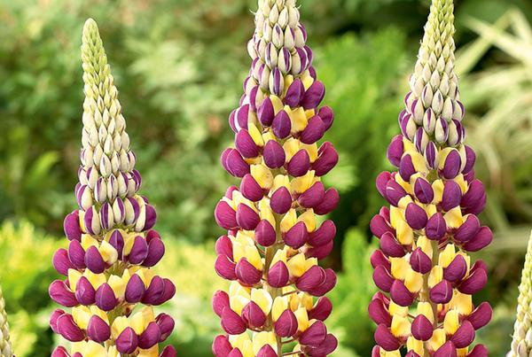 Lupinus ‘Manhattan Lights’ 3L