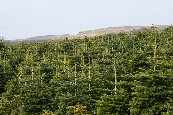 Our UK Grown Real Christmas Tree Range