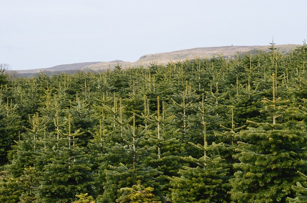 Real Christmas Trees for Sale at our Hillier Garden Centres