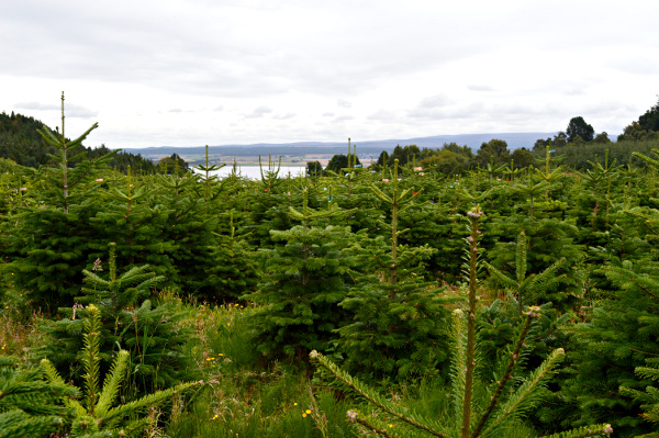 Hillier Christmas Trees - a Decade in the Making