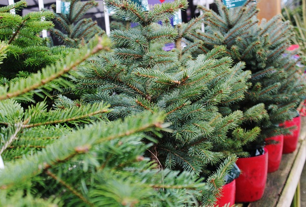 Our Pot Grown Christmas Tree Range In Centres Now