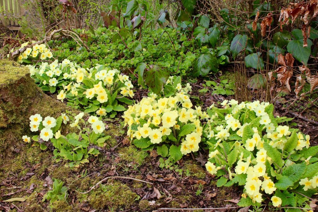 Primrose vulgaris 1