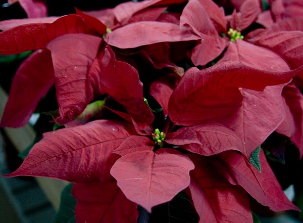 Poinsettia the christmas houseplant