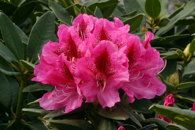 Rhododendron 'Cosmopolitan'