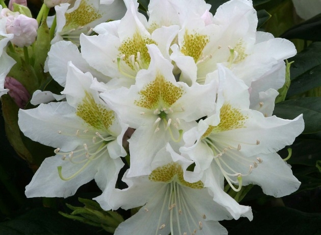 Rhododendron Cunningham’s White