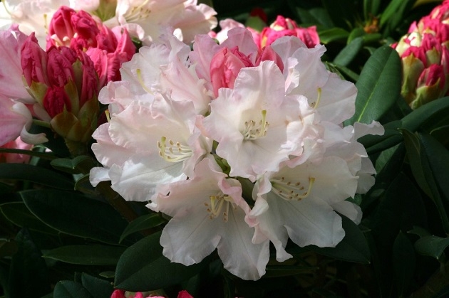 Rhododendron 'Dreamland'