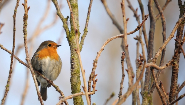 robin bird in tree