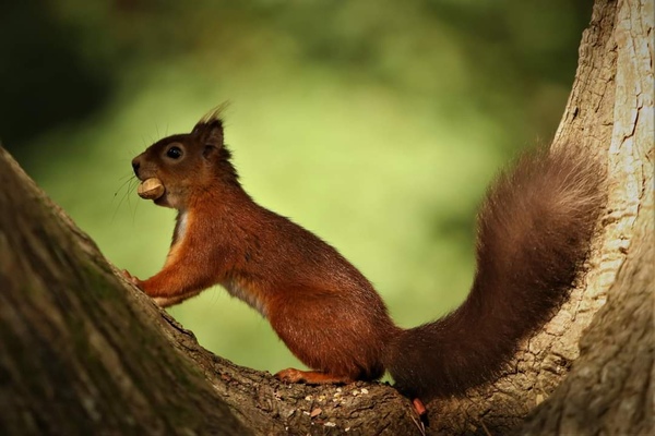 Red squirrel