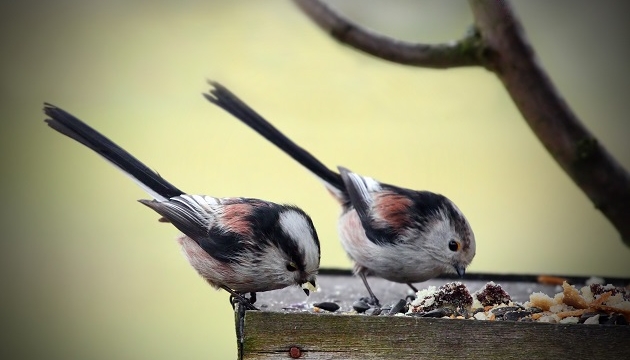 Birds feeding birdfeed