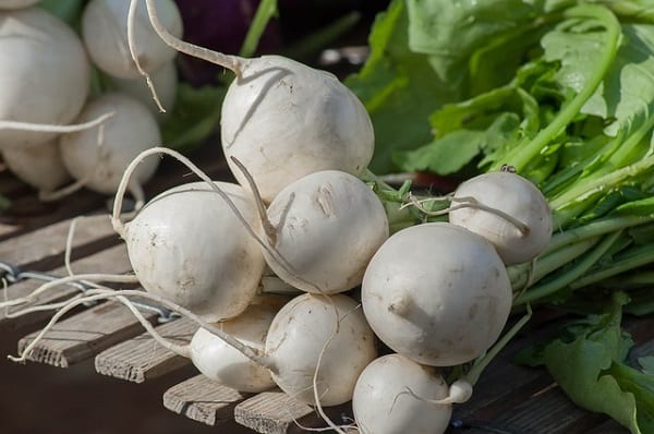 Turnip - grow your own in september