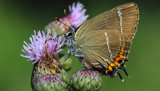 Rare butterfly breed could be saved by New Horizon elm tree