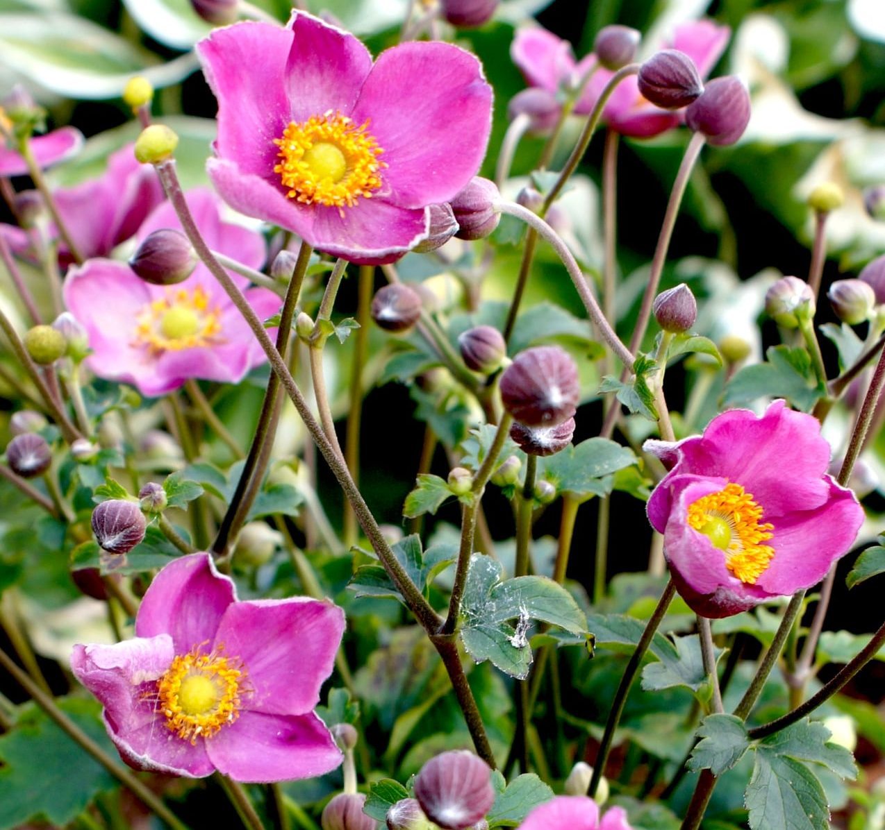 Image of Japanese Anemone