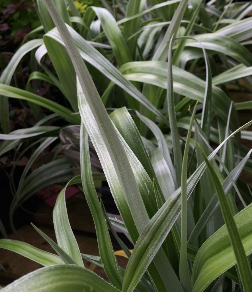 Astelia ‘Silver Shadow’ 3L