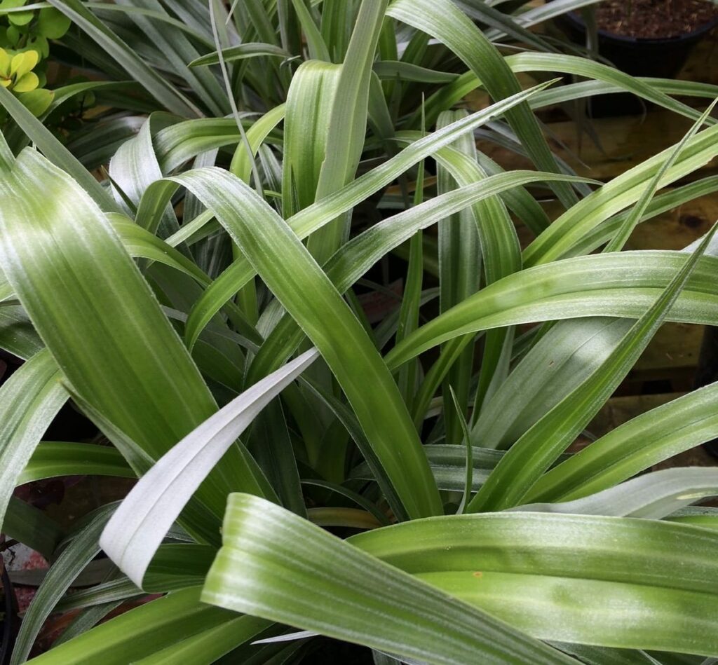 Astelia ‘Silver Shadow’ 3L