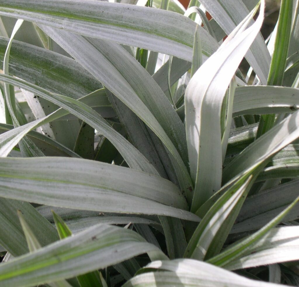 Astelia ‘Silver Shadow’ 3L