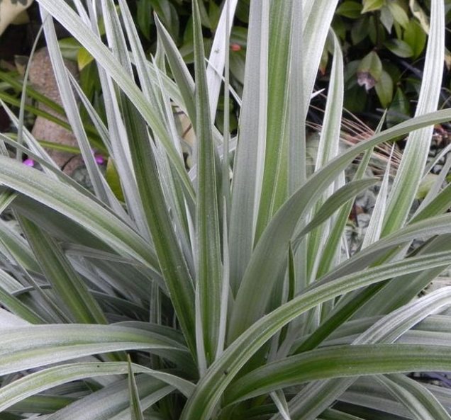 Astelia ‘Silver Shadow’ 3L