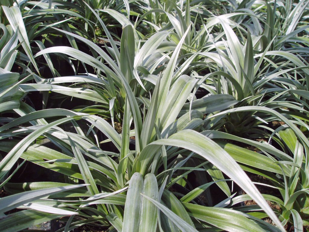 Astelia ‘Silver Shadow’ 3L