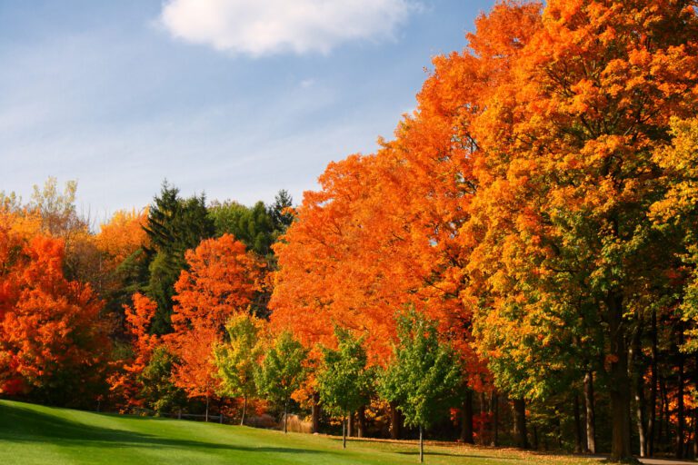 Five Trees for Outstanding Autumn Colour