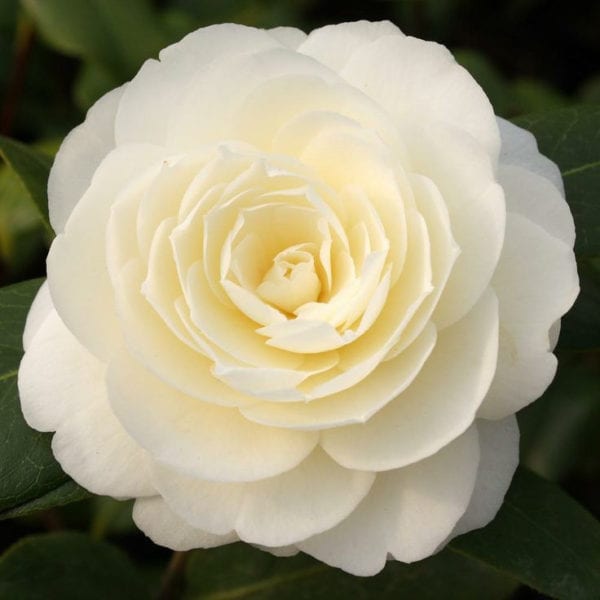 Camellia japonica ‘Dalhonega’ 3L