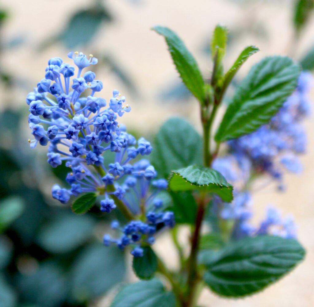 Ceanothus ‘Autumnal Blue’ 3L