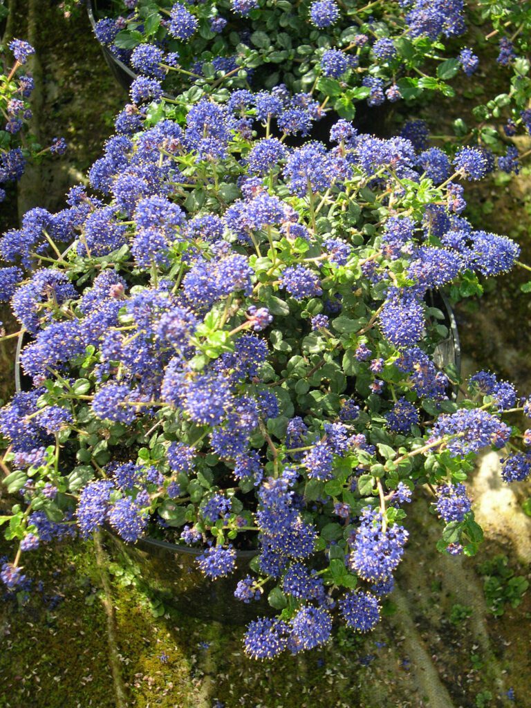 Ceanothus ‘Autumnal Blue’ 3L