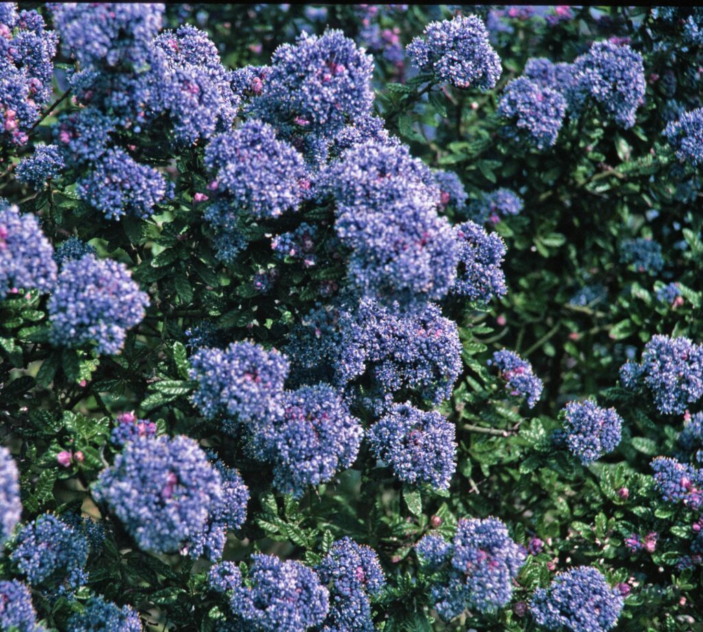 Ceanothus ‘Puget Blue’ 3L