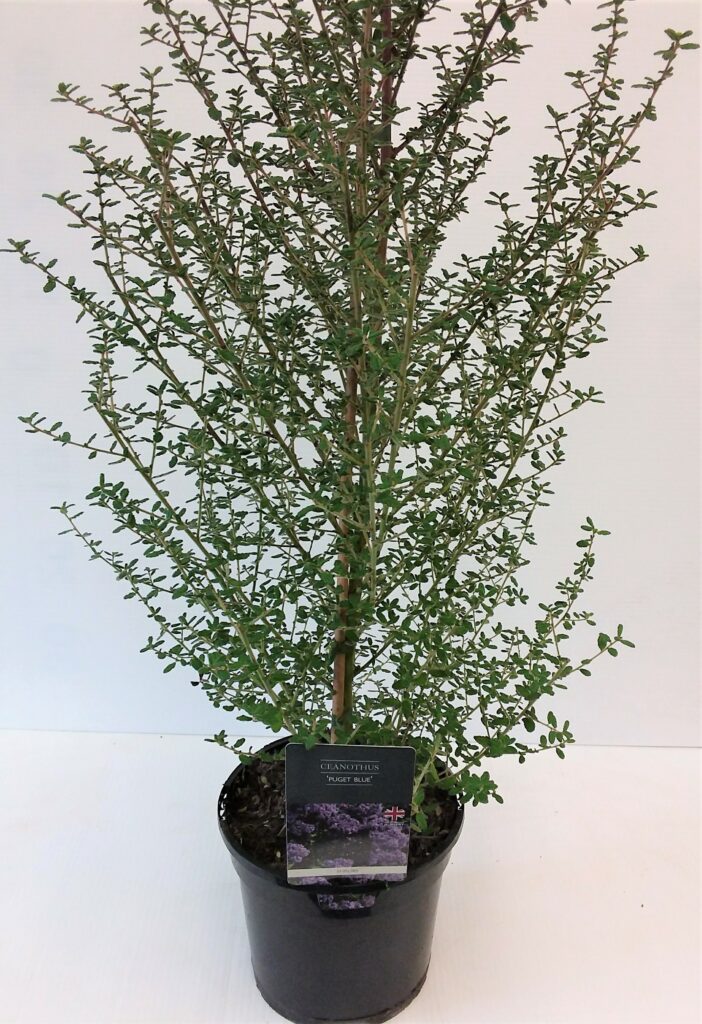 Ceanothus ‘Puget Blue’ 3L