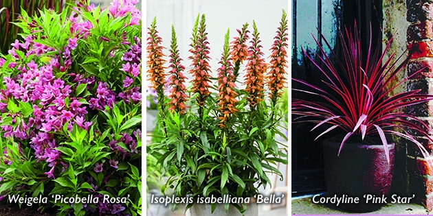 Hillier Announces New Plants to be Launched at Chelsea